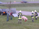 Umgestürzter Tiertransporter und Suchaktion
