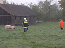 Umgestürzter Tiertransporter und Suchaktion