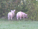 Umgestürzter Tiertransporter und Suchaktion