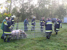 Umgestürzter Tiertransporter und Suchaktion