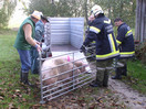 Umgestürzter Tiertransporter und Suchaktion
