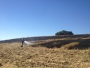 Getreidefeldbrand in Oberham / Untereselbach